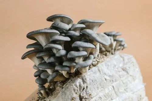 5x Liquid Culture Syringe - Blue Oyster Mushroom (Pleurotus Columbinus) - Easy Cultivation for Edible Mushrooms ??