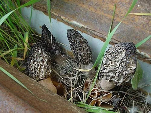 Black Morel Mushroom Spores Grow Kit - Sawdust Bag - Morchella Variety - 40g for Home Garden Cultivation