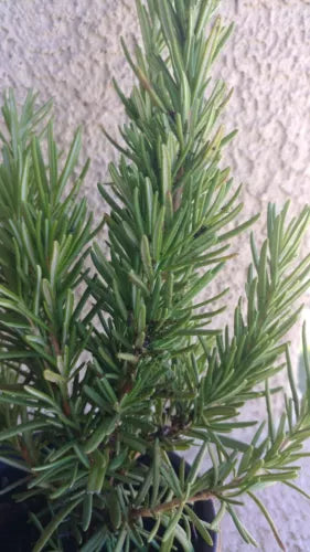 Medium Rosemary Plant - Live Bare Root Herb, Aromatic Culinary Herb (Rosmarinus officinalis) for Garden and Home Use