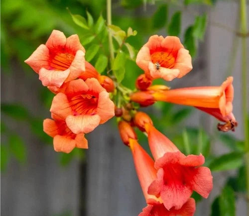 5 Live Bare Root Trumpet Vines - Orange & Green Flowering Plants - Campsis Radicans - Three Sisters Gardens