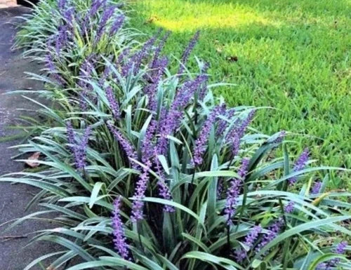 Monkey Grass 100 Bare Root Plants Big Blue Clumping Liriope Spicata Easy Care Ground Cover