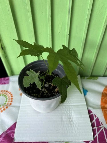 Chinese Lantern Plant 4" Pot Abutilon pictum Rooted Live Plant - Bright Orange Flowers, Hardy Indoor/Outdoor Plant