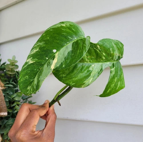 Rare Live Plant Cutting - Epipremnum Pinnatum Variegated Albo - Green-White Rooted Cutting for Indoor Gardening