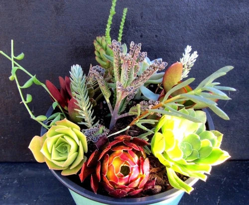 15 Succulent Cuttings Collection - Assorted Colors & Varieties - Fresh Cut - Ideal for Arrangements - No Roots - Perfect for Wreaths