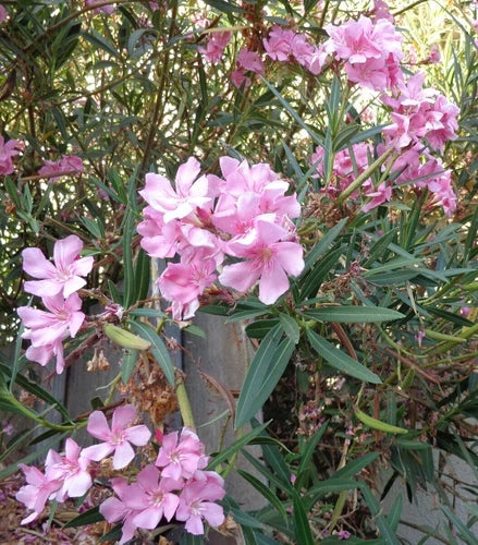 7 Pink Oleander Cuttings 7" for Propagation - Nerium oleander - Healthy Live Flower Plant Cuttings Ready to Root