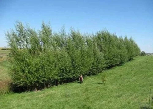 10 Austree Hybrid Willow Tree Cuttings | Fast Growing Privacy Hedge | Salix x. 'Austree' | Indiana Grown