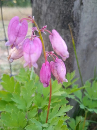 5 Bare Root Bleeding Hearts Plants - Pink Pacific Wildflower (Dicentra formosa) - Easy to Grow, Attracts Pollinators