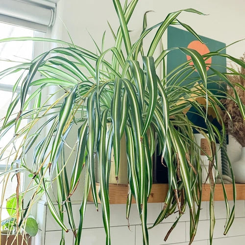 Rooted Spider Plant Cuttings - Chlorophytum comosum - Easy Care Air-Purifying Houseplant - Ready to Plant and Thrive!