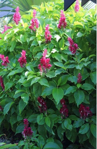 Brazilian Red Cloak Cuttings 7 Pack, Easy to Root, Exotic Evergreen Shrub, Megaskepasma erythranthum
