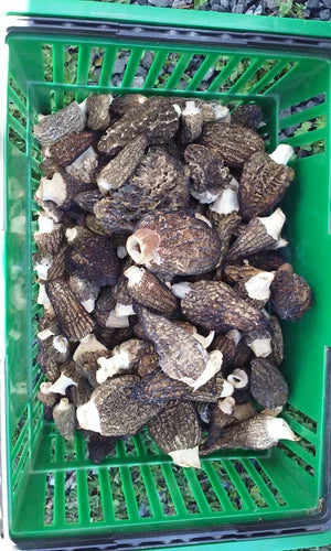 Morel Spore Grow Kit - Mushroom Seed Kit with Instructions - Morchella esculenta - Gourmet Garden Mushroom Cultivation