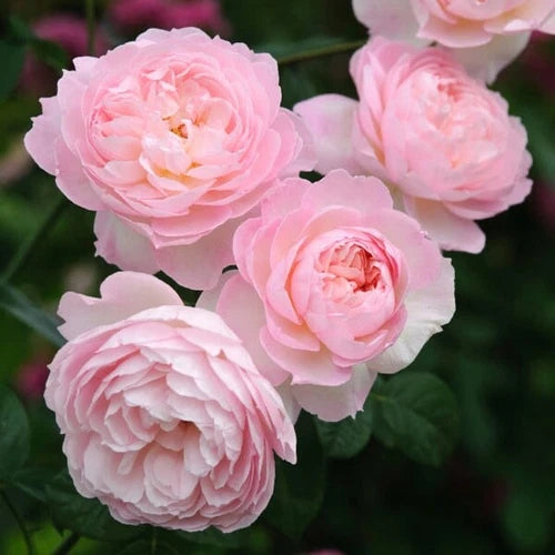 David Austin Rose Cuttings (3) - Soft Pink Bloomer with Strong Stems - Rosa 'David Austin' Rooting Powder Included