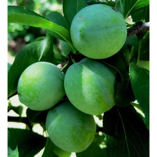 Dwarf Green Gage Plum Tree Bare Root 3-4 Ft Rare Green Dessert Plum Prunus Domestica