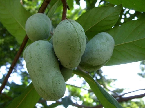 Live Pawpaw Plant Seedling 6" Asimina triloba Rooted Paw Paw for Growing - Superior Genetics for Large Fruit