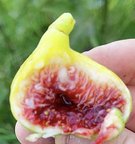 Fig Tree Cuttings - 3 Pack - White Adriatic - Ficus carica - Rich Berry Sweet Flavor - Easy to Root - Fresh Cuttings