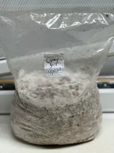 6LBS Grey Oyster Mushroom Spawn - Organic Wheat, Pleurotus ostreatus, Home Gardening Supplies, Edible Mushroom Cultivation