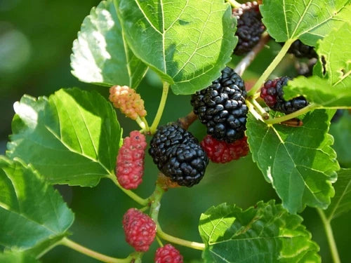 Dwarf Everbearing Mulberry Cuttings - 20+ Premium Fruit Cuttings for Root Propagation - Morus nigra