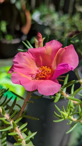 Jumbo Portulaca Grandiflora 'Samba' Cuttings - 5 Unrooted Magenta Orange Splash - Bright Blooms - Ideal for Sun Gardens