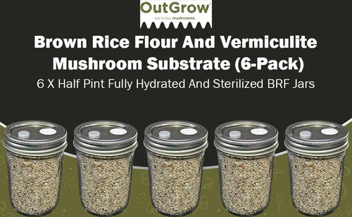 BRF Jars 6-Pack for Mushroom Cultivation - Brown Rice Flour and Vermiculite Substrate (Sterilized, Fully Hydrated)