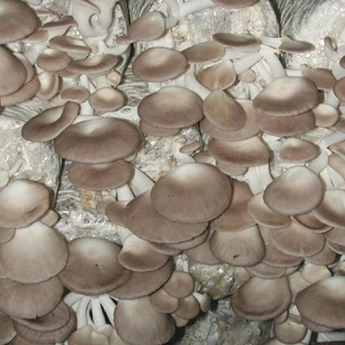 Pleurotus geesteranus Liquid Culture Syringe 12cc - Contaminant-Free Mycelium for Easy Mushroom Cultivation