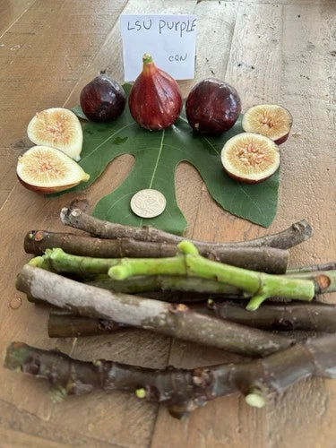 LSU Purple Fig Cuttings - 4 Healthy Planting Cuttings - Ficus carica 'LSU Purple'