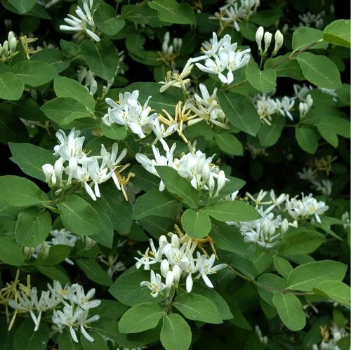 Live Honeysuckle Bush Plant - Well-Rooted Native Shrub - Lonicera spp. - 10"+ Tall - Deer Resistant, Attracts Birds