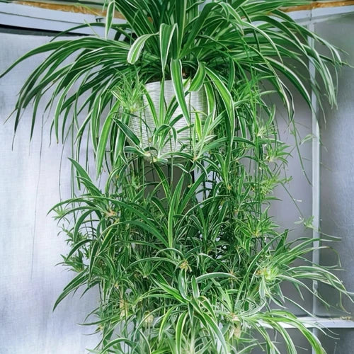 2PCS Reverse Variegated Spider Plant Cuttings - Air-Purifying Houseplant - Chlorophytum comosum - Easy Care & Fast Growing