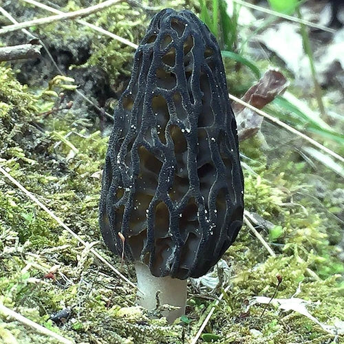Black Morel Liquid Culture - Morchella angusticeps - Easy to Grow, Rich Flavor, Gourmet Cooking, Home Cultivation