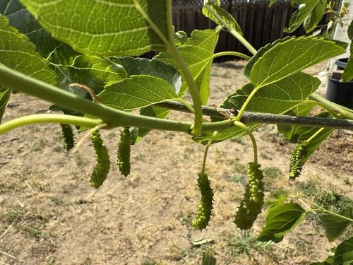 5x Organic Fresh Cuttings Pakistan White Mulberry for Grafting - 6 Inches - Morus alba var. multicaulis