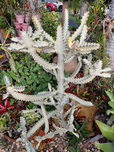 Rooted Euphorbia Lactea "White Ghost" Cactus Plant with Arms - 10" Bare Root, Unique Succulent for Cactus Lovers