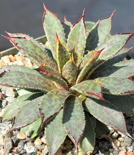 Mangave Succulent Plant 3.5” Spotted Porcupine Agave toumeyana bella x Bloodspot, Bare Root Cactus for Home Decor