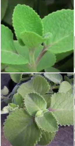 Cuban Oregano Plant 2 x 6-8 Inches - Mexican Mint (Origanum) - Well Rooted Culinary Herb for Indoor/Outdoor Gardening