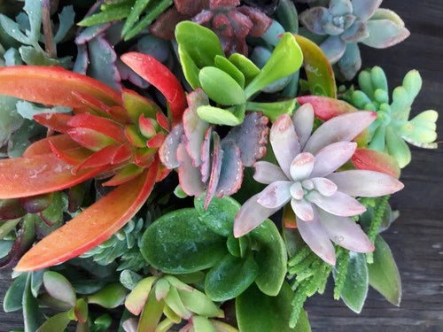 Assorted Succulent Cuttings - 15 Colorful Healthy Varieties - Perfect for Weddings & Arrangements - Freshly Cut Succulents