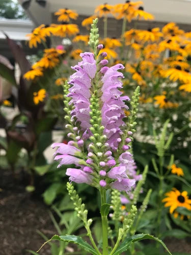 10 Live Obedient Plants - Lavender Flowering Perennials, Organically Grown Bare Roots, Physostegia Genus