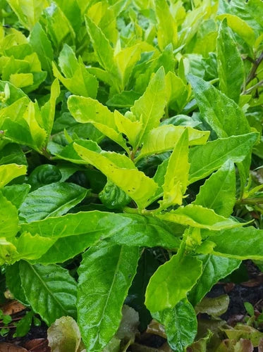 10 Organic Longevity Spinach Cuttings - Gynura Procumbens - Fresh Unrooted Plant Cuttings for Easy Gardening