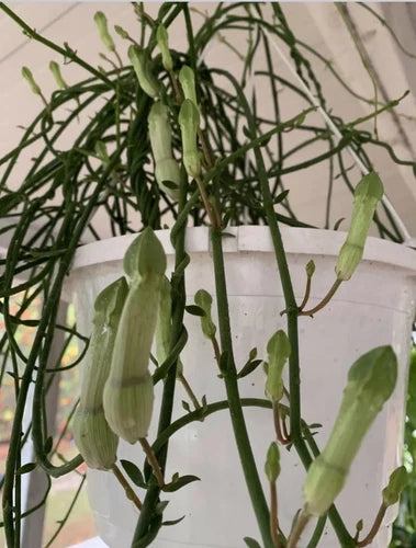 Ceropegia ampliata Plant in 3” Pot - Unique Multi Rooted Cuttings for Indoor Gardening