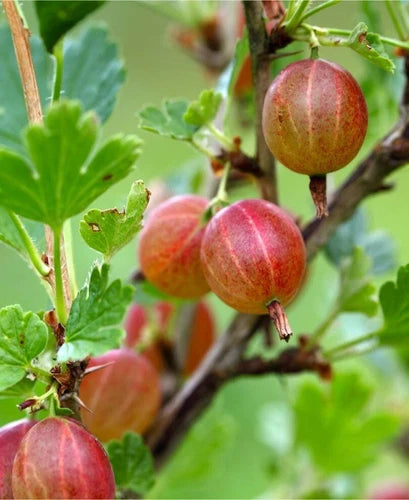 Jahns Prairie Gooseberry Live Rooted Starter Plant, Edible Shrub, Self-Pollinating, Reddish Pink Berries, Zones 3-8