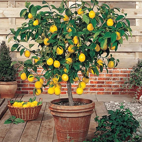 Meyer Lemon Tree - 10" Citrus Pot - Live Citrus Plant - Citrus limon - 8-14" Tall, Flowering & Fruit-Bearing Variety