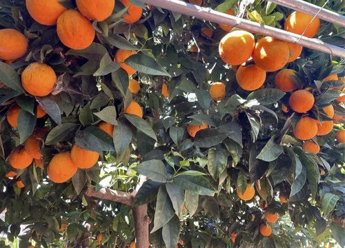 Orange Tree Cuttings - 6 Inch Rooting/Grafting Cuttings - Citrus sinensis - Fresh Thorns Removed, Care Instructions Included