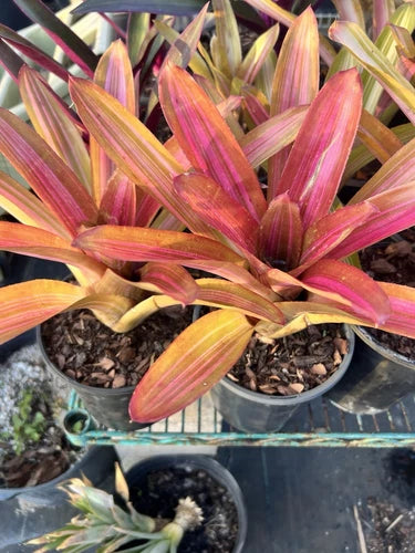 Neoregelia Bromeliad Plant - Variegated Martin - Bare Root Tropical Plant - Unique Houseplant for Indoor Gardening