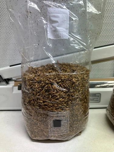 DIY Mushroom Spawn Kit with Injection Port for Easy Cultivation - Gourmet Varieties (Pleurotus ostreatus, Shiitake, & More)