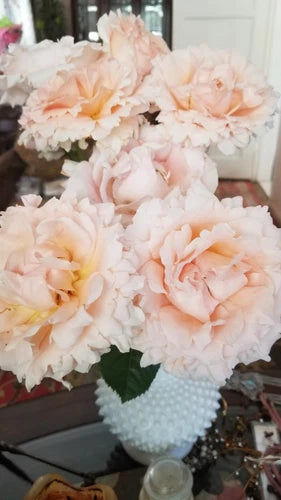 3 Polka Climbing Rose Cuttings - Apricot - Fresh Live Cuttings for Planting - Rosa 'Polka'