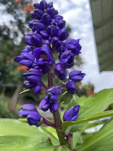 Hawaii Grown Blue Ginger Cuttings 7-10 Inches Dichorisandra Thyrsiflora - Organic Manoa Valley Oahu Plant Stock 8 Count