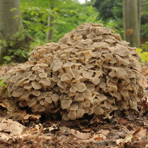 Zhu Ling Liquid Culture Syringe 12cc - Polyporus umbellatus - Medicinal Culinary Mushroom Cultivation Supply