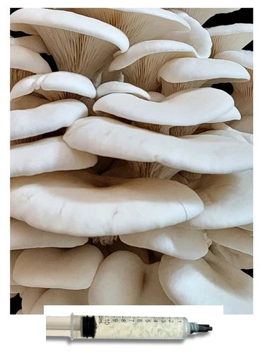 10ml Liquid Culture - Bay Hydro White Oyster Mushroom Mycelium - Grow Delicious Mushrooms at Home - Pleurotus ostreatus