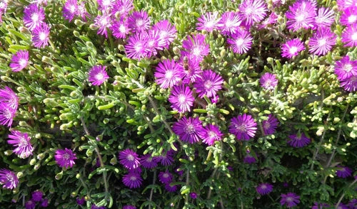 Creeping Ice Plant Cuttings 12 Pack Purple/Pink Succulent (Delosperma cooperi) Ground Cover for Drought-Tolerant Gardens