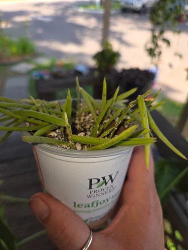 Hoya Linearis Starter Plant in 4 Inch Pot - Trailing Indoor/Outdoor Plant with New Growth - Hoya Genus, Easy Care
