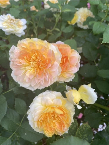 David Austin Molineux Rose Cuttings 5-8" Long, Rich Yellow, Unrooted Fresh Stems, English Shrub Rose, Fragrant Tea/Musk