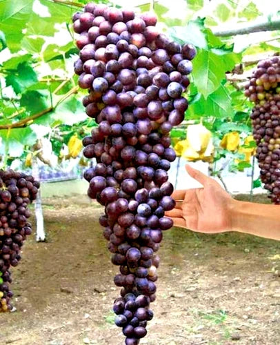 Giant Bunch Grapes Cuttings - 3x3 Blue, Yellow, Pink - Hardy Variety for Rooting - Ideal for Vineyards and Gardens