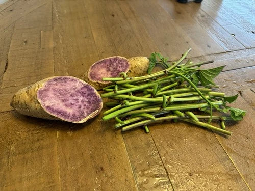 Okinawa Purple Sweet Potato Slip Cuttings - 15 Planting Cuttings - Ipomoea batatas