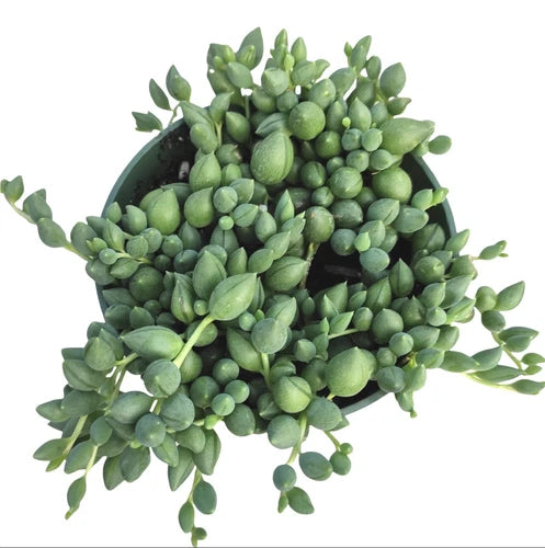 String of Raindrops Succulent Cuttings - 3 Senecio Succulent Plant Cuttings, Unique Trailing Houseplant Decor